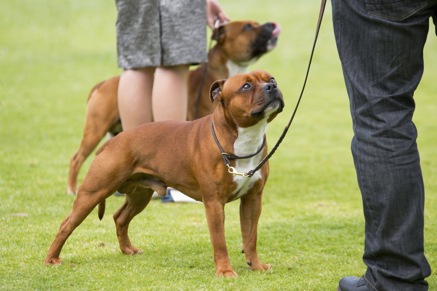 Galleries Dogs Shows Shadows Farm Photography
