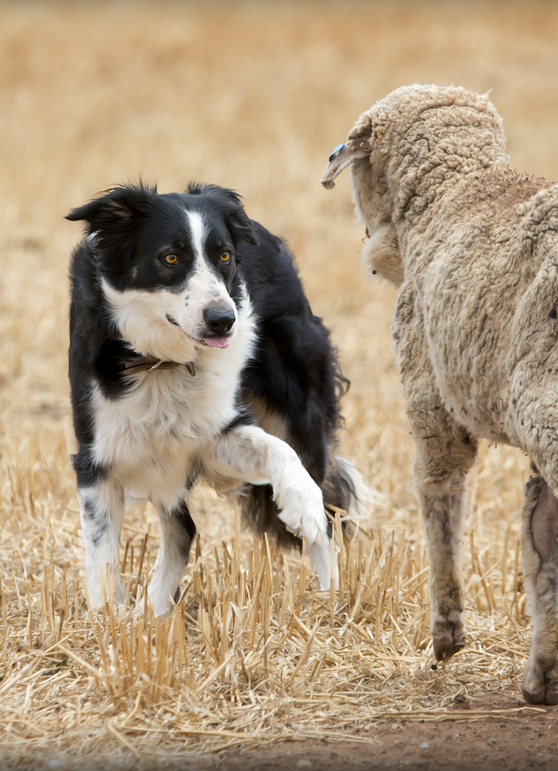 Galleries - Dogs - Sheepdog Trials - Shadows Farm Photography