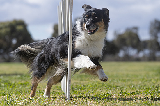 2020 RIVERLAND AGILITY/JUMPING TRIAL