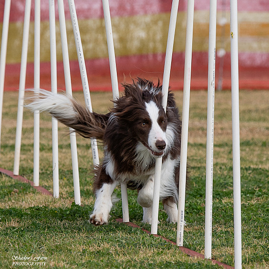 2023 RIVERLAND AGILITY/JUMPING TRIAL