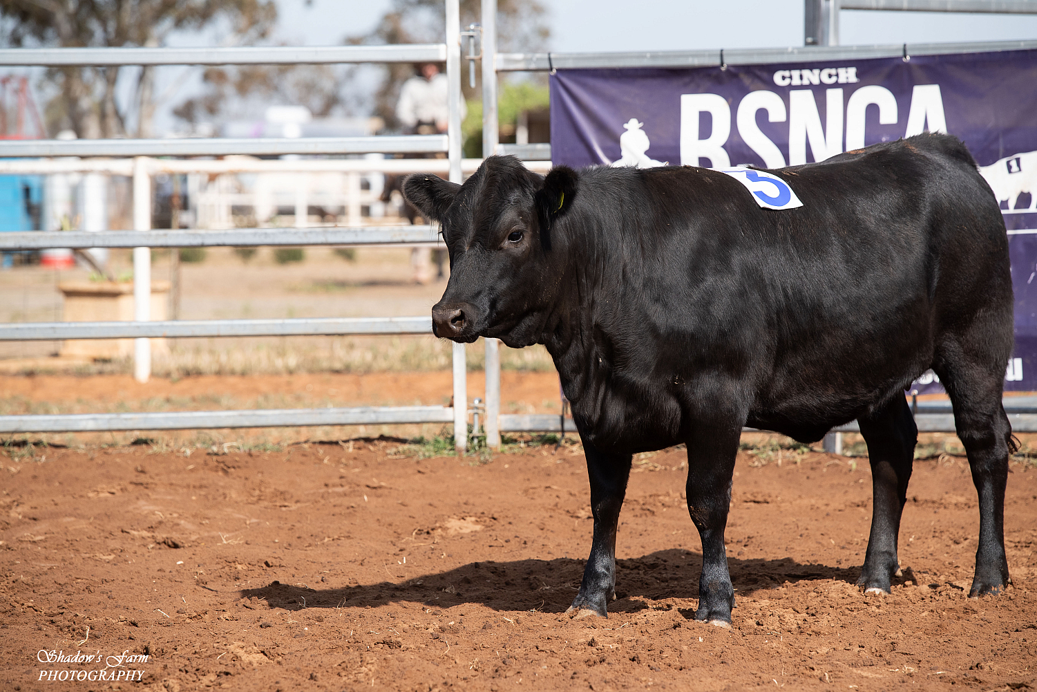 2024 RANCH SORTING 12TH & 13TH - Galleries - Horses - RANCH SORTING ...